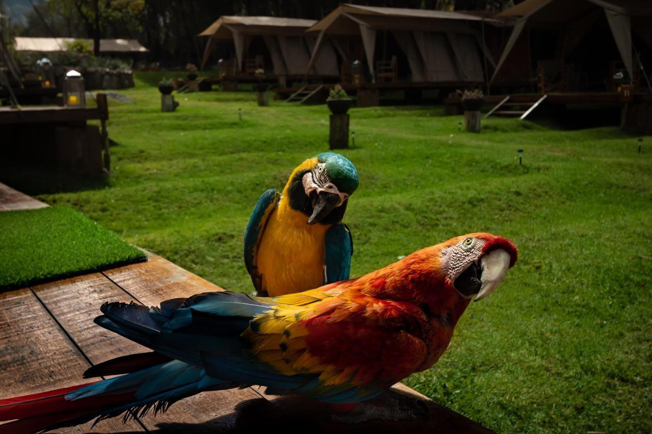 ホテル Glamping Chaska Ocupi ウルバンバ エクステリア 写真